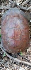 Terrapene nelsoni nelsoni
