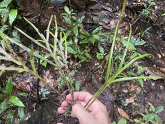 Pleopeltis desvauxii