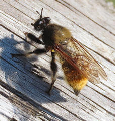 Laphria flava