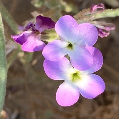 Matthiola tricuspidata