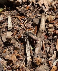 Dicerca berolinensis