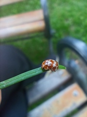 Myrrha octodecimguttata