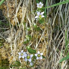 Gentianella ramosa