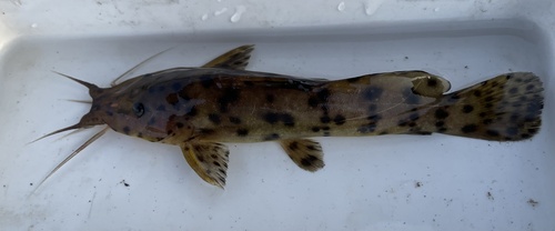 Zambezi grunter (Parauchenoglanis ngamensis) — Claroteidae — 2