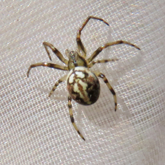 Neoscona adianta