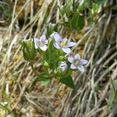 Gentianella ramosa