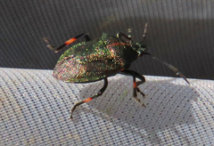 Rhacognathus punctatus