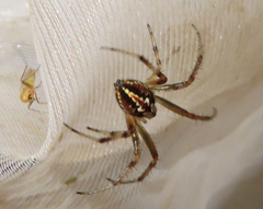Neoscona adianta