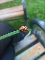 Myrrha octodecimguttata