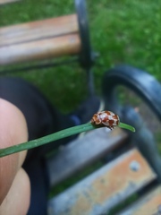 Myrrha octodecimguttata