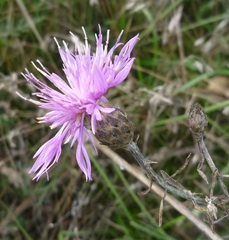 Centaurea borysthenica