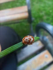 Myrrha octodecimguttata