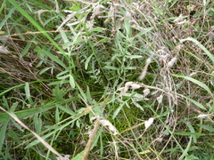Centaurea borysthenica