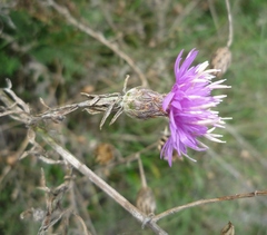 Centaurea borysthenica