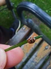 Myrrha octodecimguttata