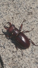 Lucanus