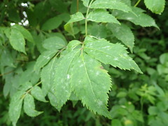 Erysiphe vanbruntiana