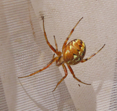 Neoscona adianta