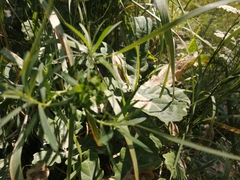 Falcaria vulgaris