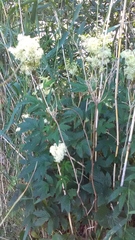Filipendula ulmaria
