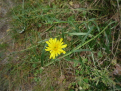 Hieracium umbellatum filifolium