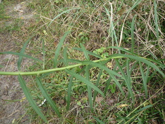 Hieracium umbellatum filifolium