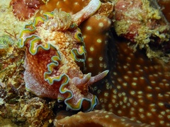 Glossodoris