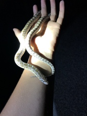 Arizona elegans elegans