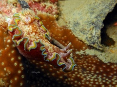 Glossodoris