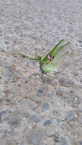 Photo of Argentine White-crested Mantis (Stagmatoptera hyaloptera)