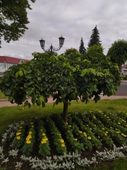 Ulmus glabra camperdownii