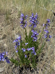 Penstemon venustus