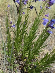 Penstemon venustus