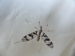 Protanyderus margarita