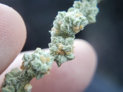 Extriplex joaquinana