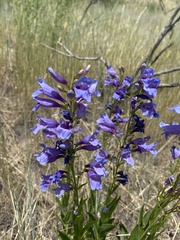 Penstemon venustus
