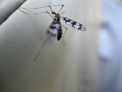 Protanyderus margarita