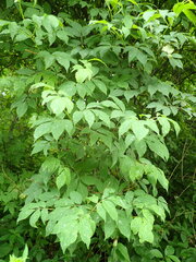 Erysiphe vanbruntiana