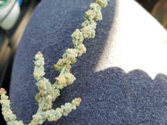 Extriplex joaquinana