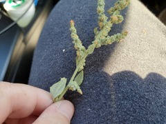 Extriplex joaquinana