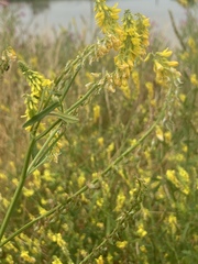 Melilotus altissimus