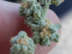 Extriplex joaquinana