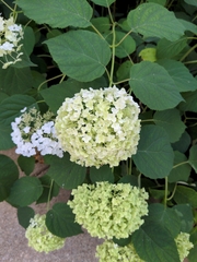 Hydrangea
