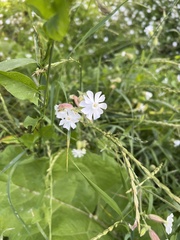 Silene
