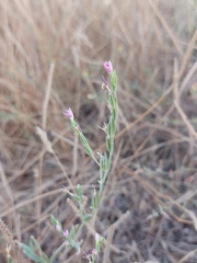 Schenkia spicata