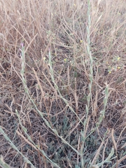 Schenkia spicata