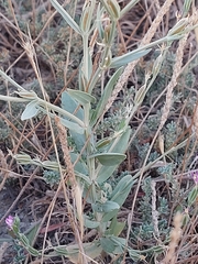 Schenkia spicata