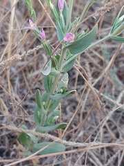 Schenkia spicata