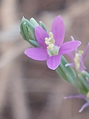 Schenkia spicata
