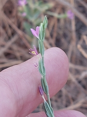 Schenkia spicata
